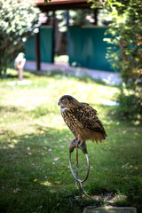 Oiseau dans un zoo en Espagne