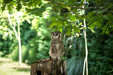 Chouette dans un arbre dans un parc zoologique