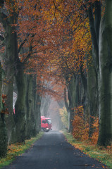 A TRUCK BETWEEN TREES - Picturesque autumn beeches over the asphalt road and a red vehicle