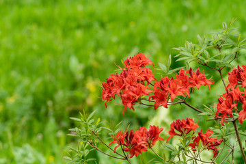 A bright red Azalea flower