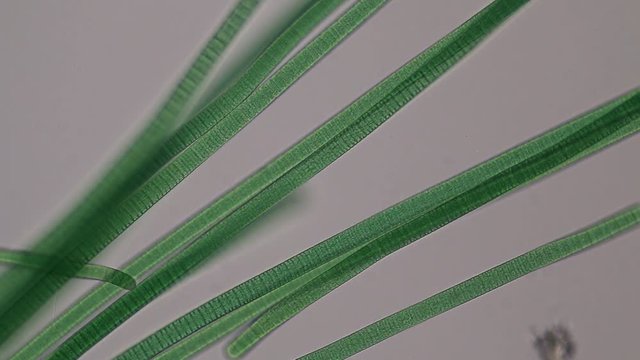 Study of Oscillatoria is a genus of filamentous cyanobacterium, oscillation in its movement under the microscope. 
