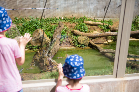 Little boys at exotic zoo, watching and observing crocodiles