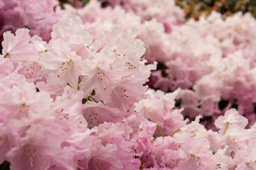 Rhododendrons flowers in pink color