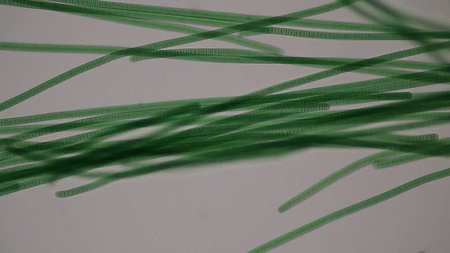 Study of Oscillatoria is a genus of filamentous cyanobacterium, oscillation in its movement under the microscope. 