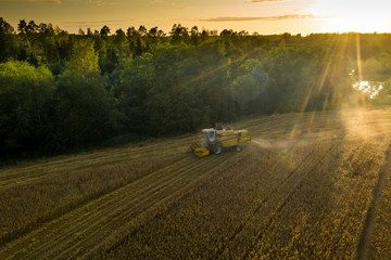 Top view of Combine harvester harvesting golden wheat field in sunlight rays.