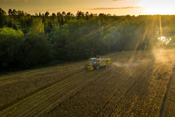 Fototapeta premium Top view of Combine harvester harvesting golden wheat field in sunlight rays.