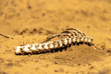 Bleached bones in desert landscape
