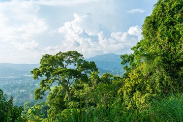 Fototapeta na wymiar Rainforest in the hills surrounding Jaco, Puntarenas, Costa Rica