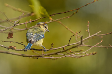 Eine Blaumeise sitzt auf einem Ast