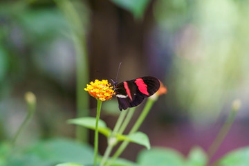 Red Postman Butterfly(Heliconius melpomene), Costa Rica