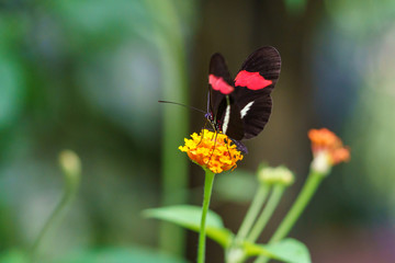 Fototapeta premium Red Postman Butterfly(Heliconius melpomene), Costa Rica
