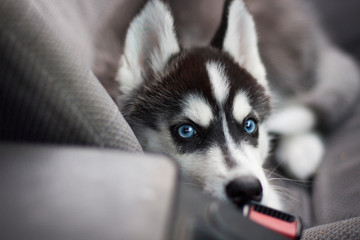 portrait of a dog in a car