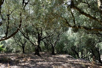 very old olive trees