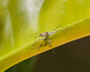 Tree Mantis (Liturgusa annulipes), Costa Rica
