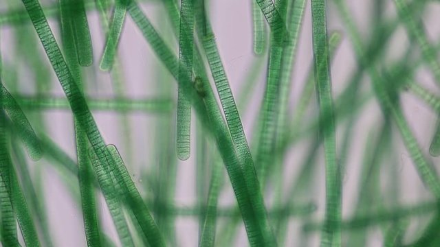 Study of Oscillatoria is a genus of filamentous cyanobacterium, oscillation in its movement under the microscope. 