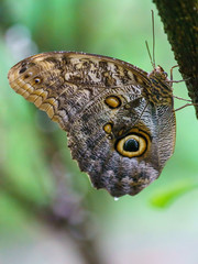 Owl Butterfly (Caligo memnon), taken in Costa Rica
