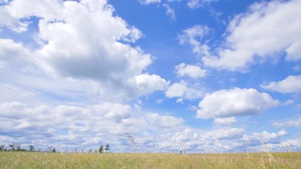 Green meadow summer landscape. Bright rural landscape. Shot with a wide angle lens.