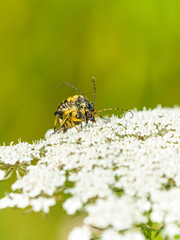 Black-and-yellow Longhorn Beetle (Rutpela maculata) in the UK