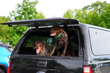 Beautiful goofy dogs waiting to go home