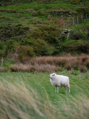 Obraz na płótnie Canvas White sheep in a green field, Bushes in the background. Blurred grass in foreground. 