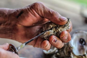 Selective Focus Closeup of a Man's Large Strong Hands using an Oyster Knife to Demonstrate how to Shuck a Rappahannock River Oyster