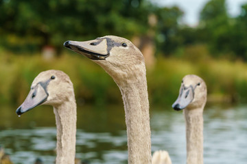 Mute swan (Cygnus olor) cygnets, taken in the UK