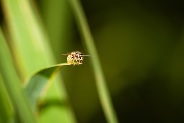 common wasp (Vespula vulgaris), taken in the UK