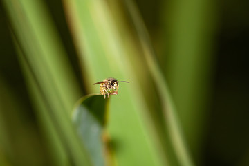 common wasp (Vespula vulgaris), taken in the UK