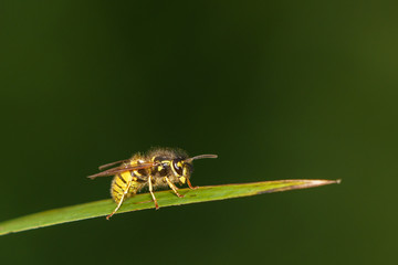 common wasp (Vespula vulgaris), taken in the UK