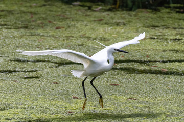 Little egret (Egretta garzetta)