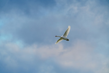 Mute swan (Cygnus olor) in flight, taken in the UK