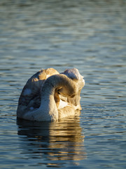 Mute swan (Cygnus olor) cygnet, taken in the UK
