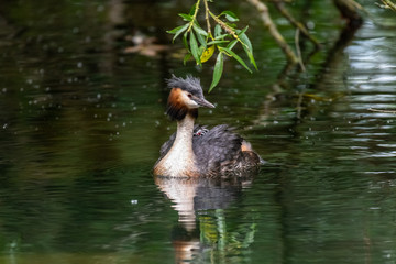 Great Crested Grebe (Podiceps cristatus) carrying a chick on its