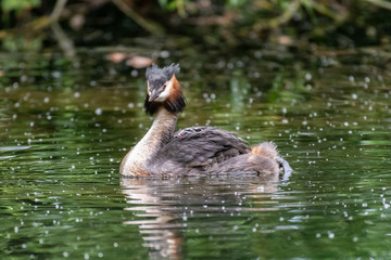 Great Crested Grebe (Podiceps cristatus) carrying a chick on its