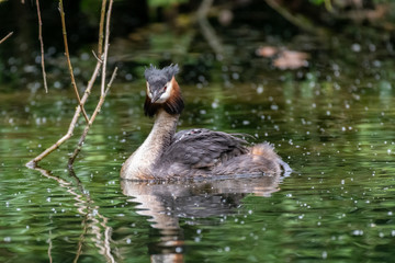Great Crested Grebe (Podiceps cristatus) carrying a chick on its