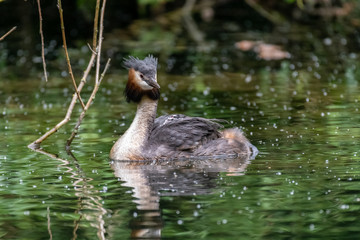 Great Crested Grebe (Podiceps cristatus) carrying a chick on its