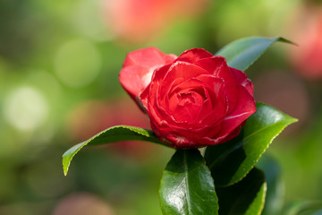 A bright red camelia flower