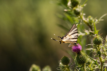 Papillon Le Flambé ou Voilier, Luberon, Provence-Alpes-Côte d'Azur, France