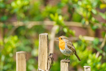 European Robin (Erithacus rubecula) perched on a fence in summer, taken in the UK