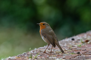 European robin (Erithacus rubecula) spring
