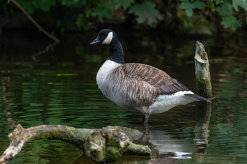 Canada goose (Branta canadensis) on a log.