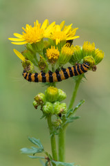 Caterpillar of the Cinnabar Moth (Tyria jacobaeae)