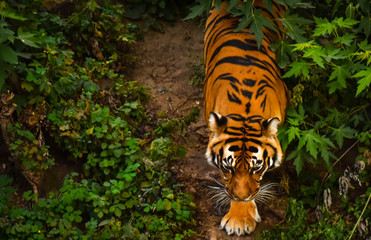 Fototapeta na wymiar tiger living in the Kiev zoo