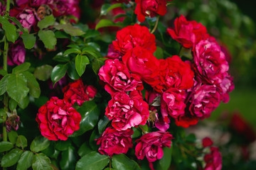 Fresh roses outdoors. Natural background, bunches of roses on a garden bush. A close-up of a bush of red roses in the city park