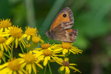 Meadow Brown butterfly (Maniola jurtina)
