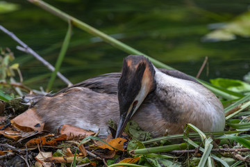 Great crested grebe (Podiceps cristatus) on nest