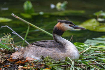 Great crested grebe (Podiceps cristatus) on nest