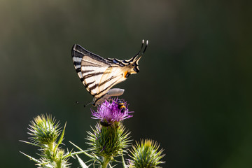 Papillon Le Flambé et autres insectes en train de butiner Luberon, Provence-Alpes-Côte d'Azur, France