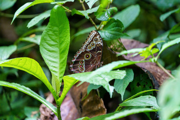Blue Morpho butterfly (Morpho peleides), Costa Rica