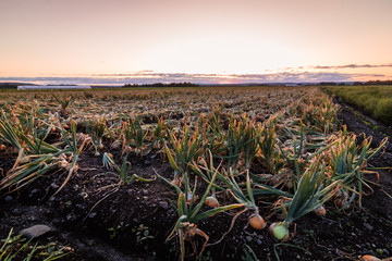 Sweet Onions ready for harvest under late summer sunset in the Black Dirt region of Pine Island, New York